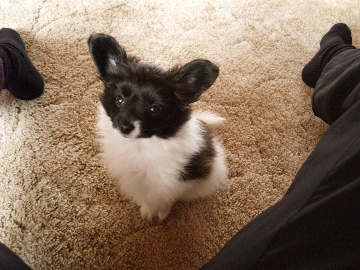 Papillon Chino billede 2