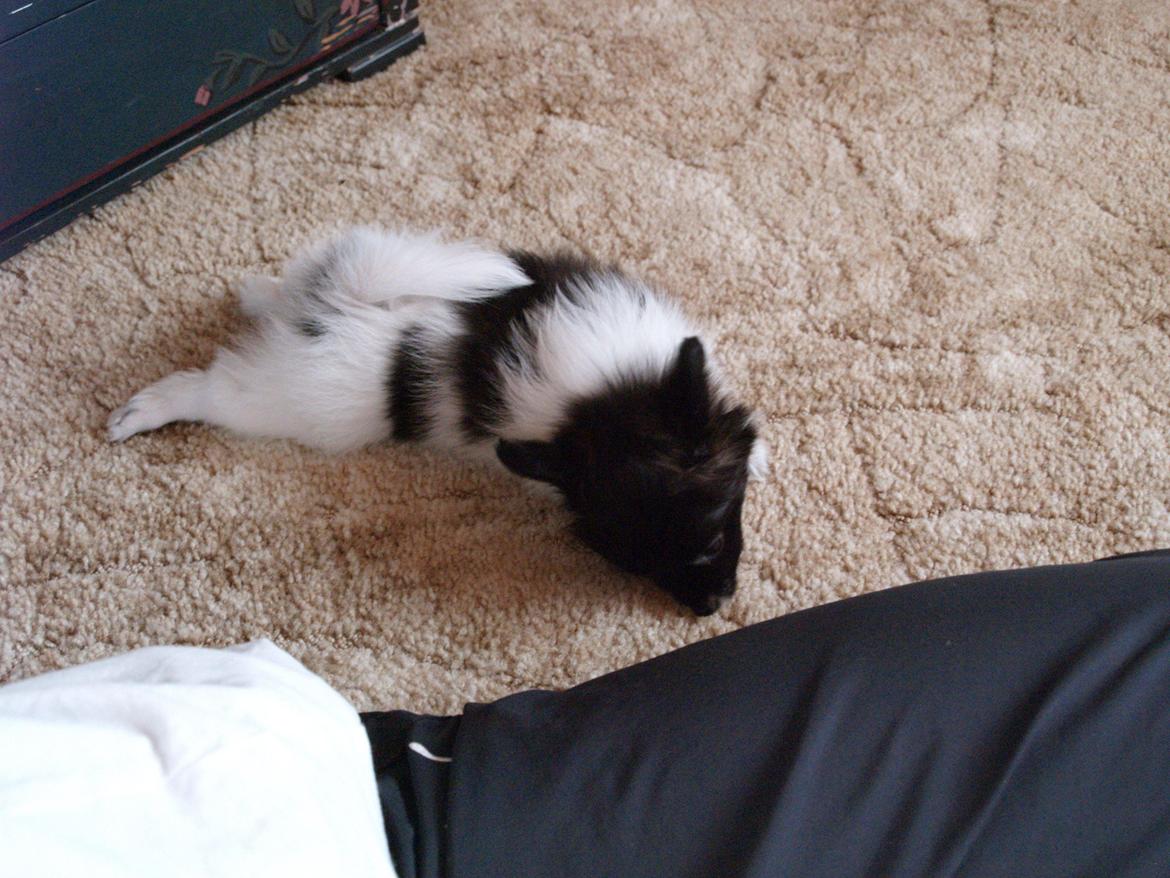 Papillon Chino billede 3