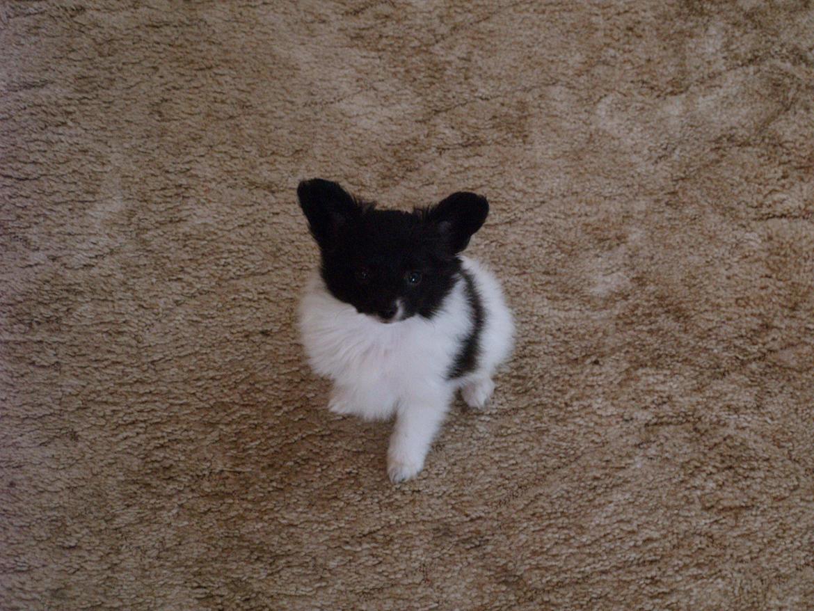 Papillon Chino billede 4