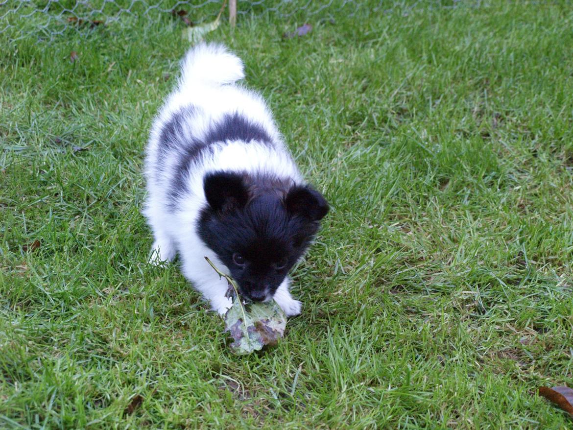 Papillon Chino billede 5