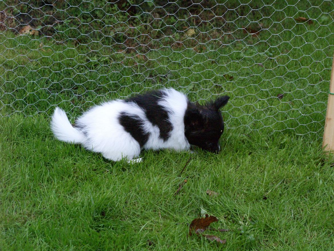 Papillon Chino billede 6