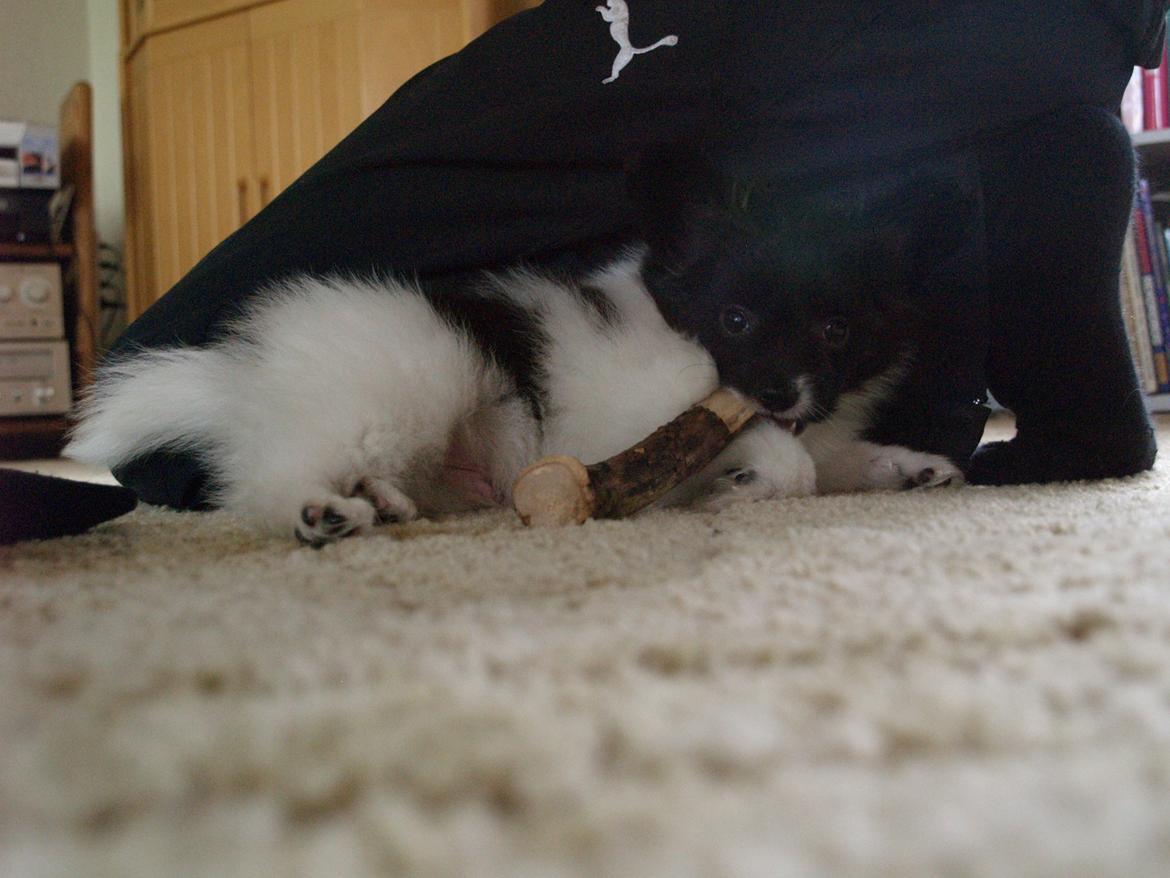 Papillon Chino billede 7