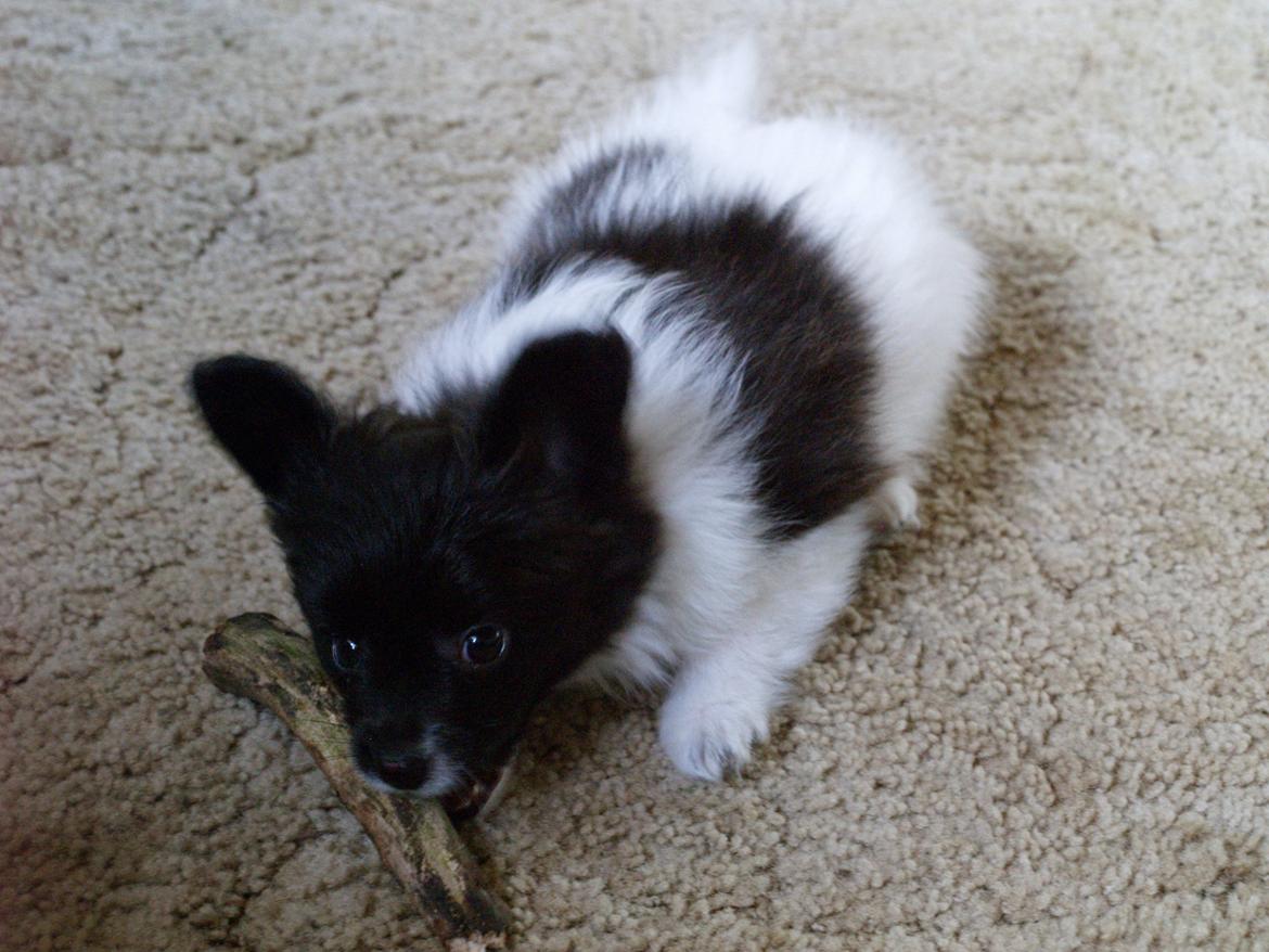 Papillon Chino billede 8