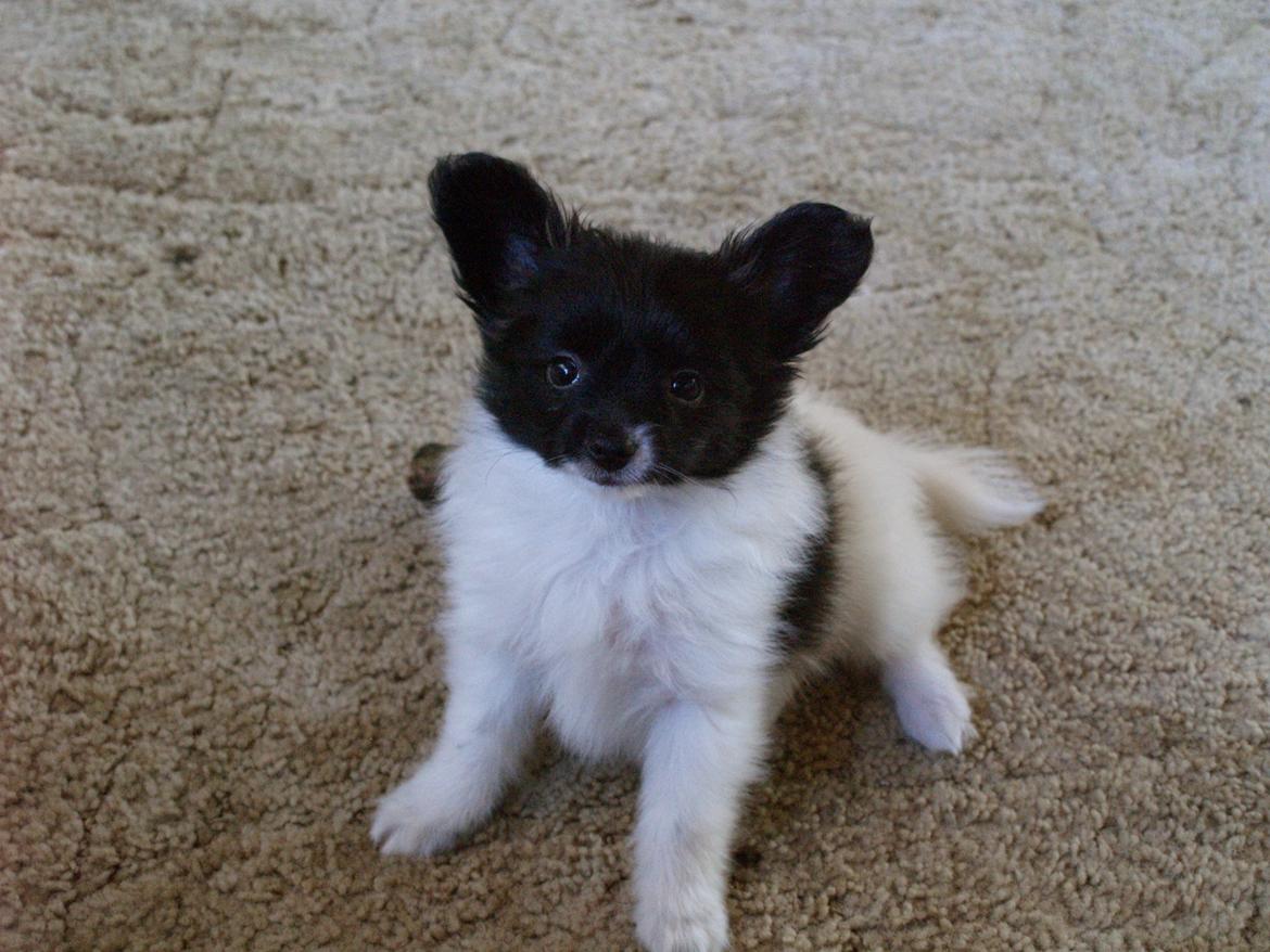 Papillon Chino billede 9