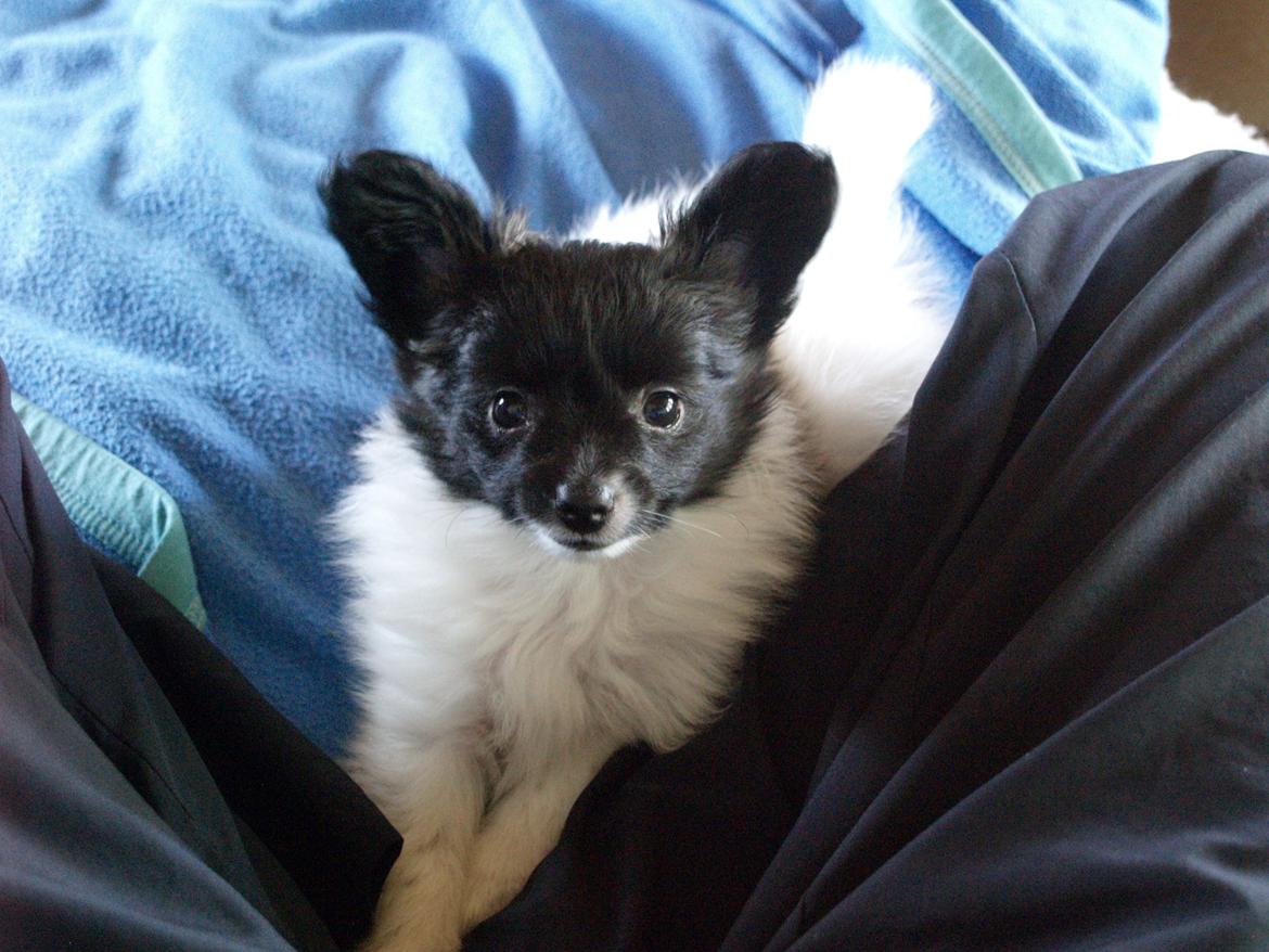 Papillon Chino billede 10