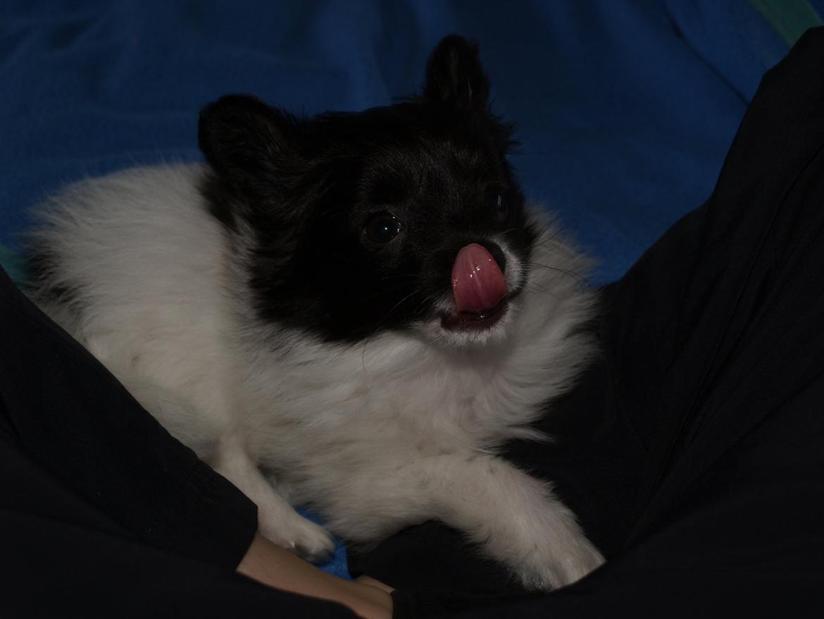 Papillon Chino billede 11