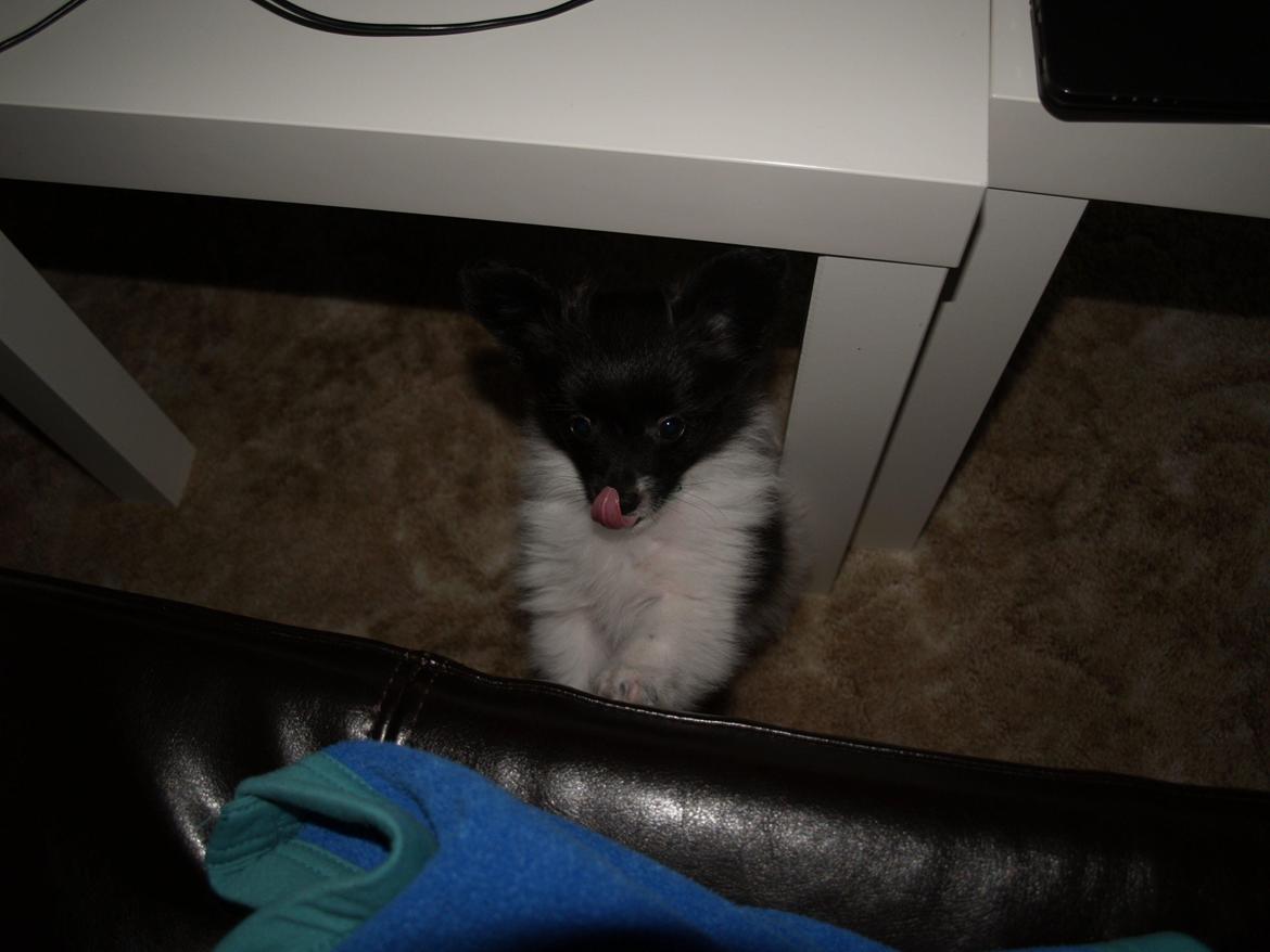 Papillon Chino billede 12