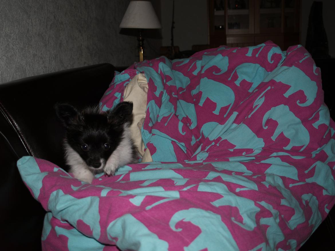 Papillon Chino billede 13