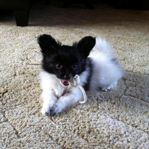 Papillon Chino - Mors dejlige hund :D<3 billede 14