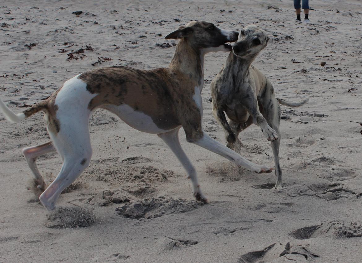 Whippet Sharqiya born to make you happy (Zuki) - Zuki leger med Piper billede 2