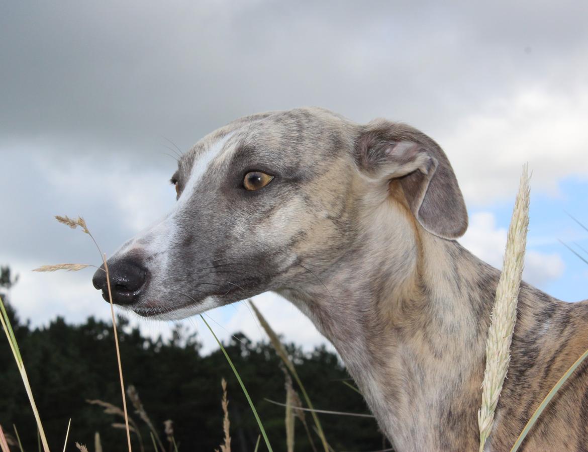 Whippet Sharqiya born to make you happy (Zuki) billede 3