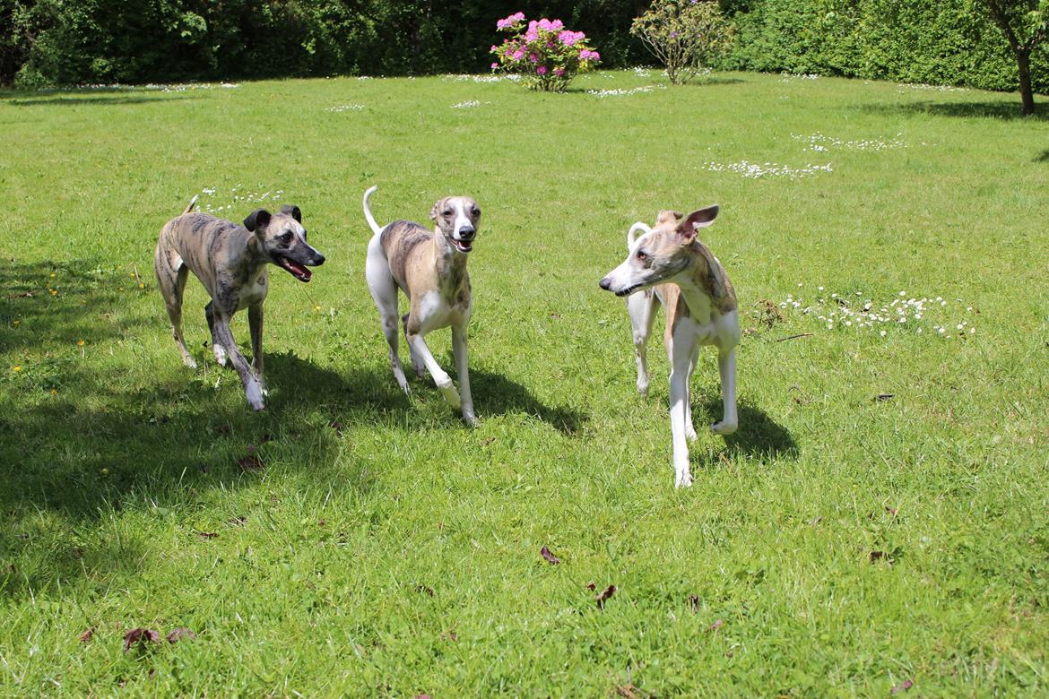Whippet Sharqiya born to make you happy (Zuki) - Zuki med to kuldsøstre: Enya, Zuki og Coco billede 5