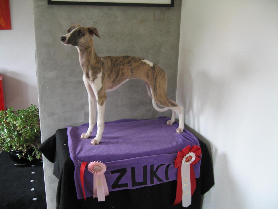 Whippet Sharqiya born to make you happy (Zuki) - Zuki 4 mdr. BIS baby billede 6