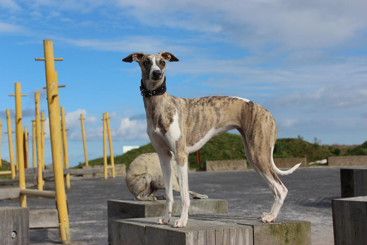 Whippet Sharqiya born to make you happy (Zuki) billede 7
