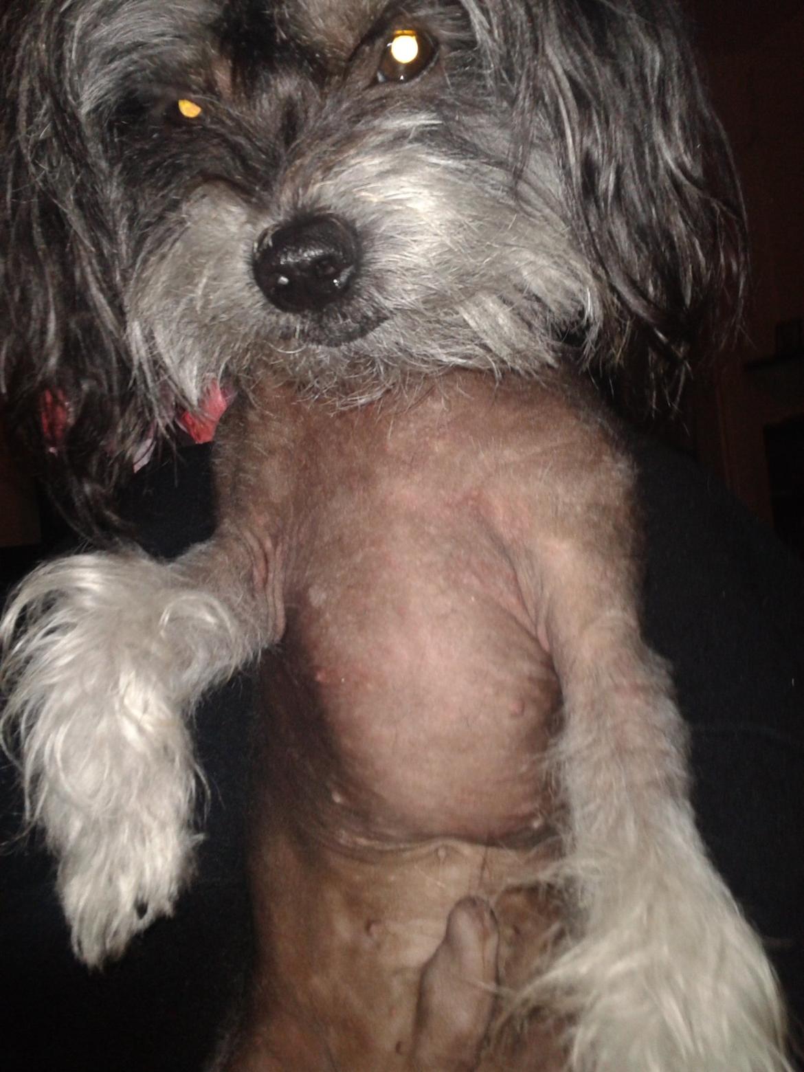 Blanding af racer Elliot billede 17