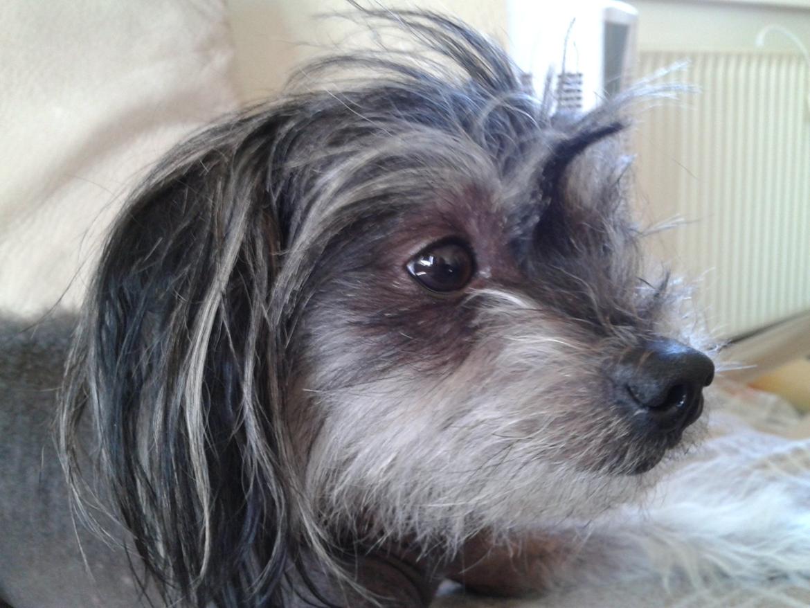 Blanding af racer Elliot billede 18