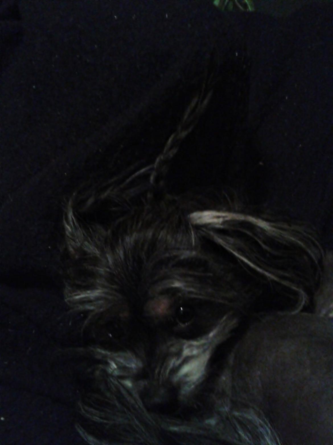 Blanding af racer Elliot billede 19