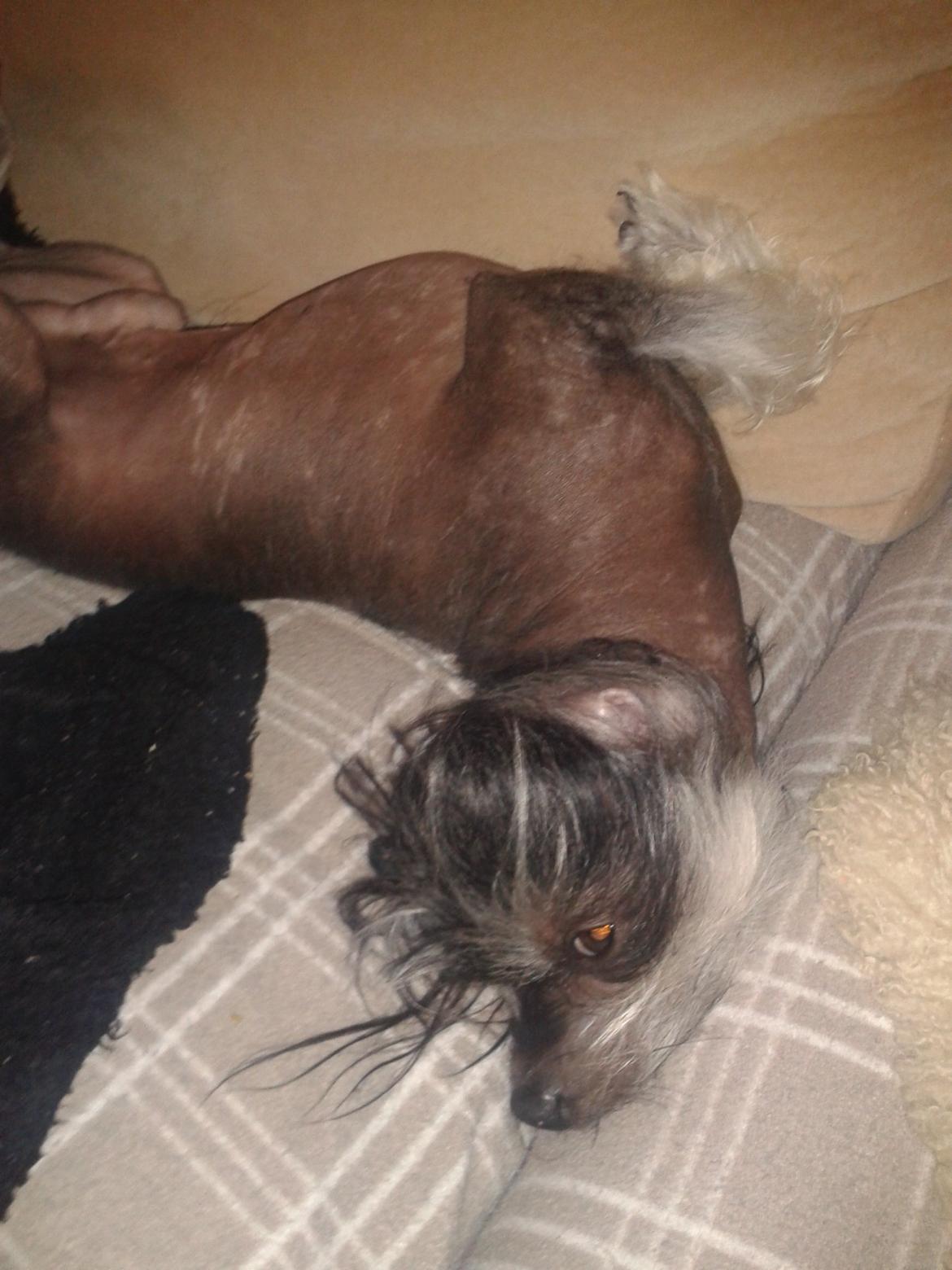 Blanding af racer Elliot billede 20