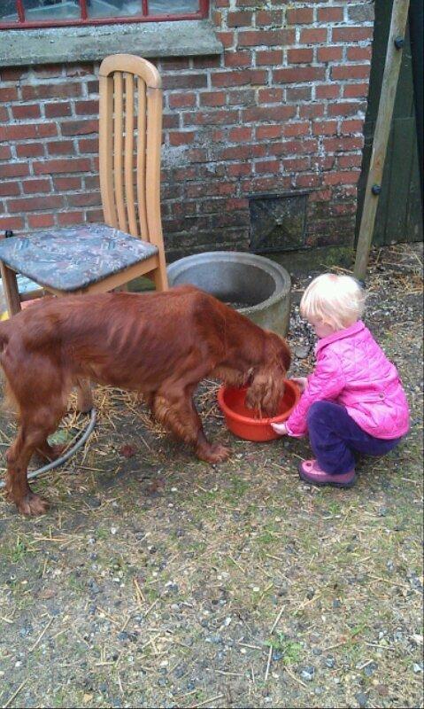 Irsk setter Kato R.I.P billede 1