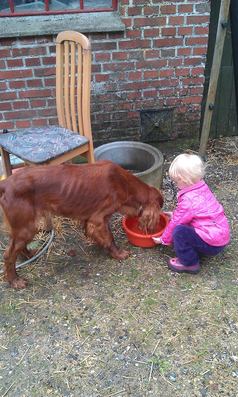 Irsk setter Kato R.I.P billede 3