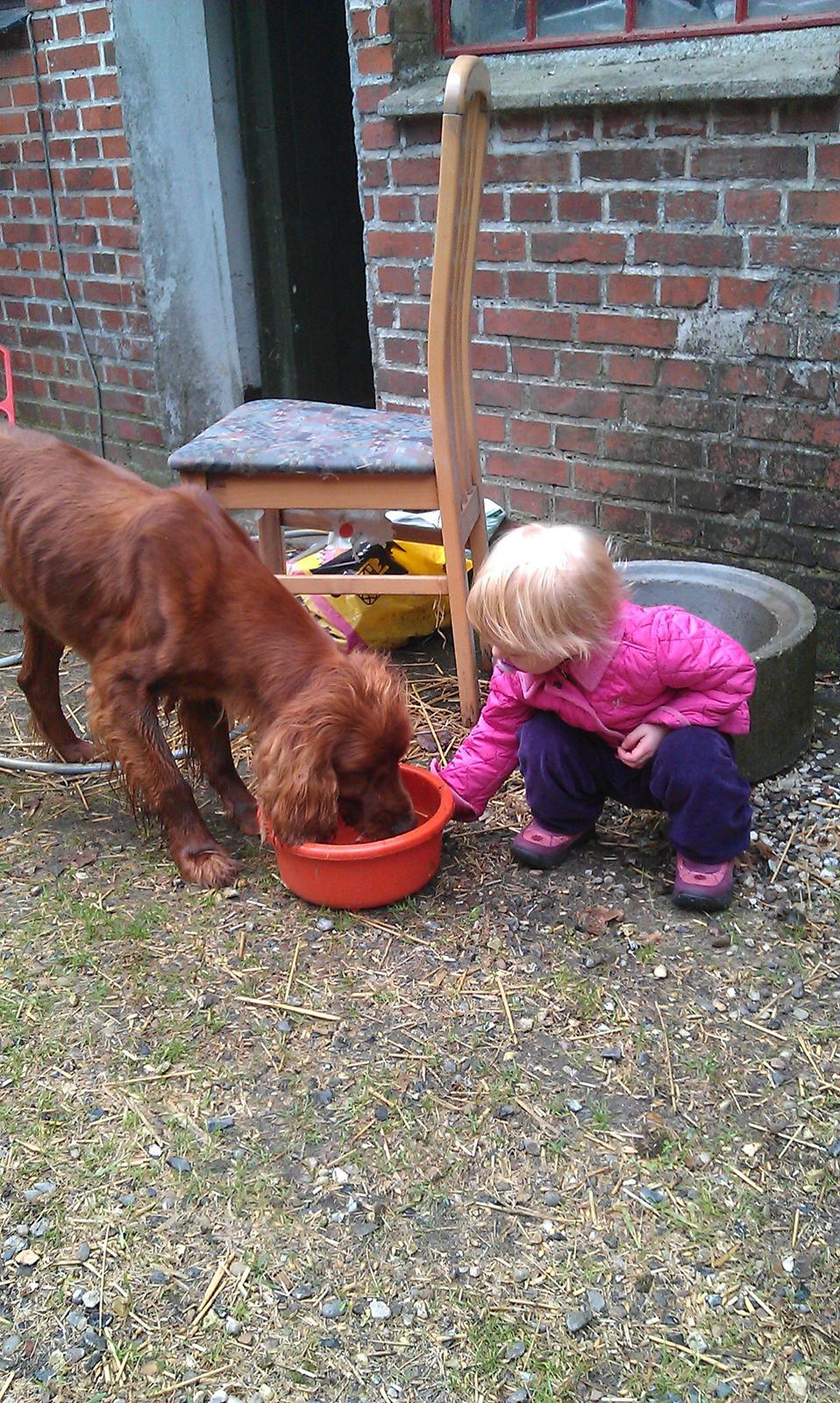 Irsk setter Kato R.I.P billede 4