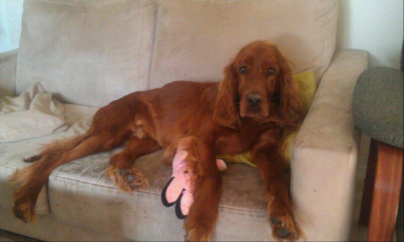 Irsk setter Kato R.I.P billede 5