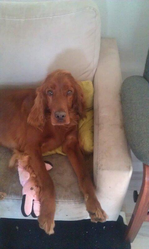 Irsk setter Kato R.I.P billede 6