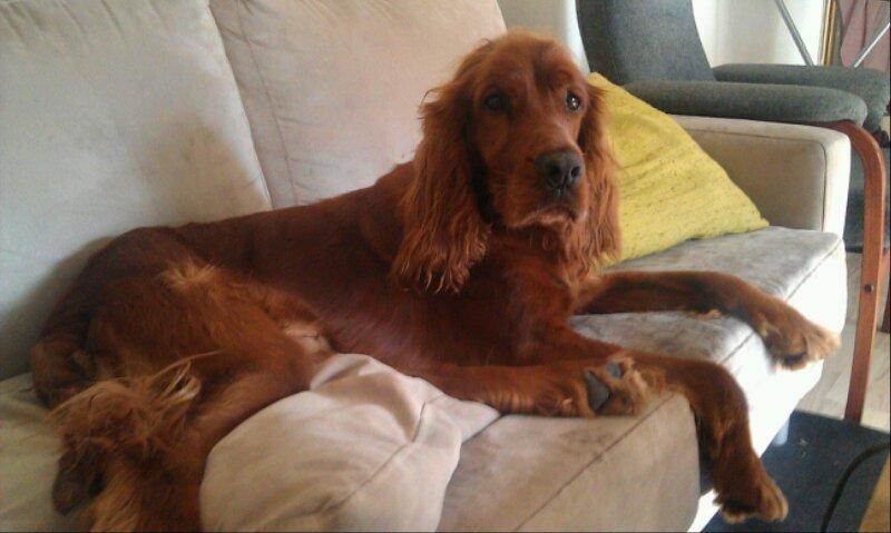 Irsk setter Kato R.I.P billede 7