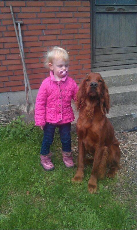 Irsk setter Kato R.I.P billede 9