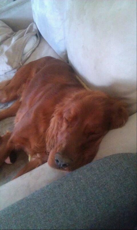 Irsk setter Kato R.I.P billede 10