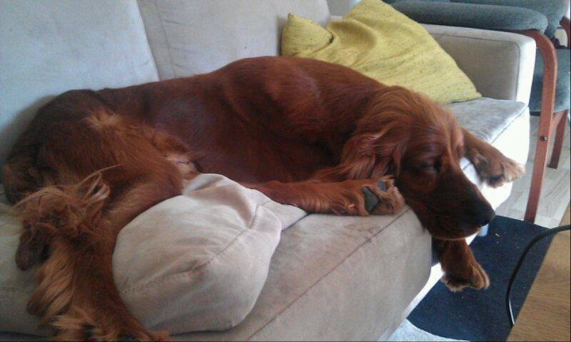 Irsk setter Kato R.I.P billede 11