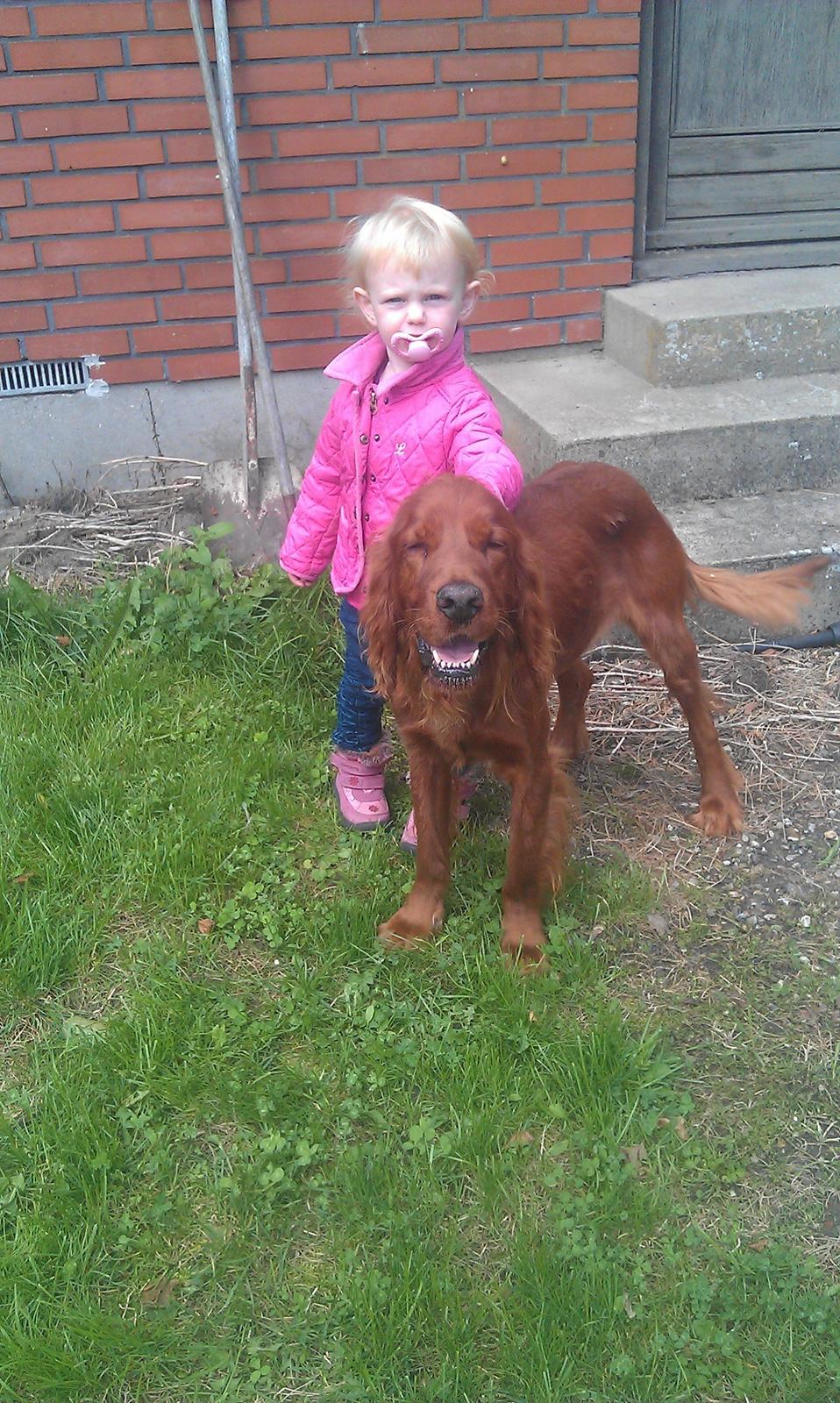 Irsk setter Kato R.I.P billede 12