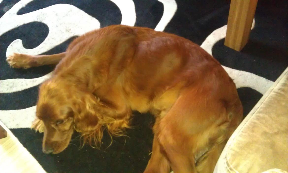 Irsk setter Kato R.I.P billede 13