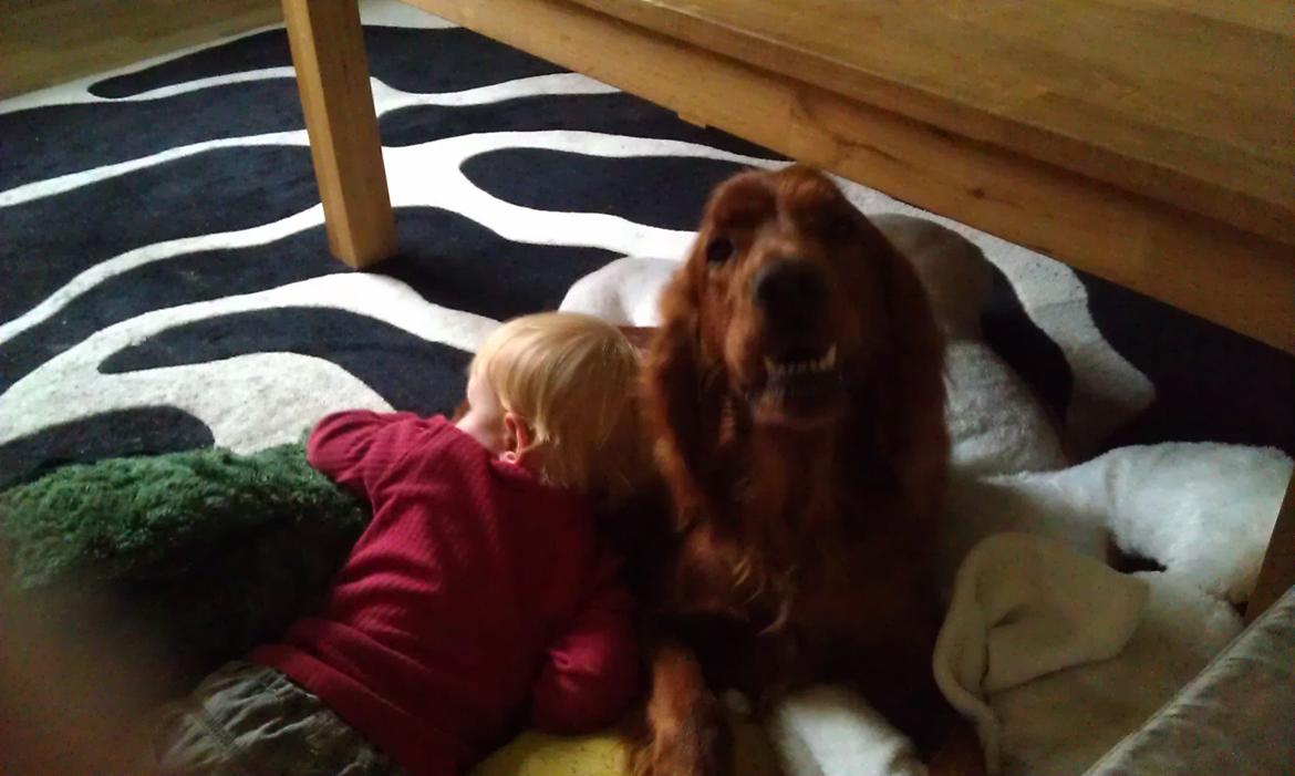 Irsk setter Kato R.I.P billede 14