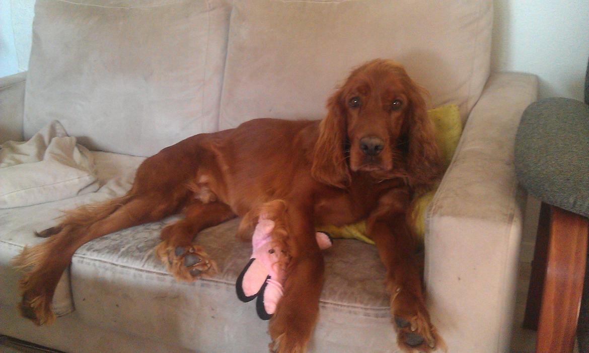 Irsk setter Kato R.I.P billede 16