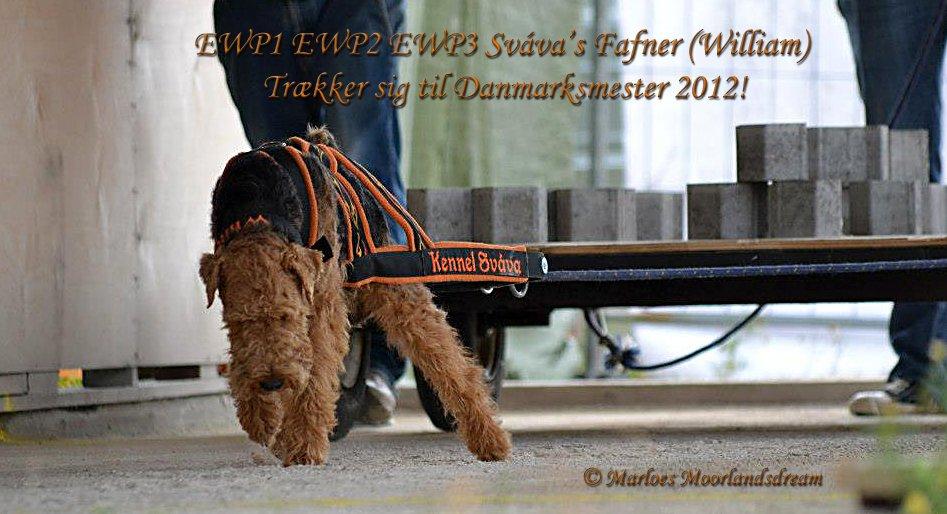 Welsh terrier Sváva's Fafner - William - William Trækker sig til Dansk Mester 2012 - 258 kg (egen vægt 11,6 kg) billede 5