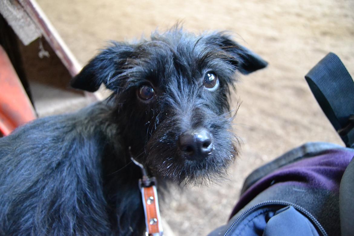 Blanding af racer Kvik <3 billede 1