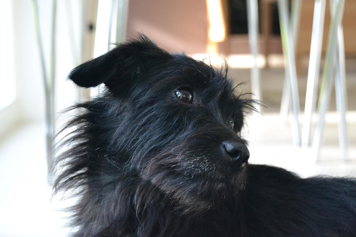 Blanding af racer Kvik <3 billede 2