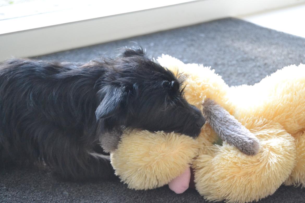 Blanding af racer Kvik <3 billede 3