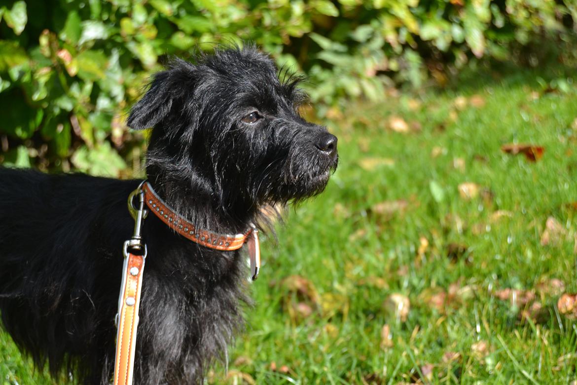 Blanding af racer Kvik <3 billede 4