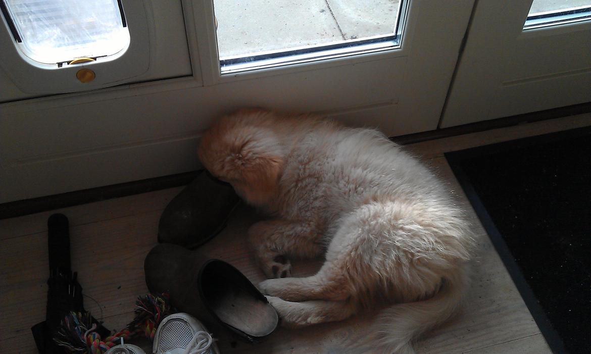Finsk lapphund Bella - Man sover bare godt med hovedet i en træsko :) billede 9