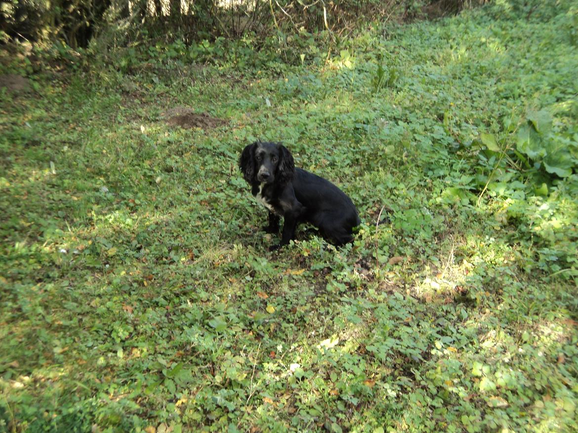 Field Trial Cockerspaniel Go Get It Nikita (Molly) billede 6