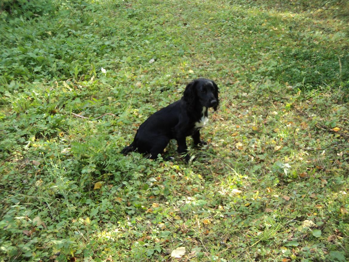 Field Trial Cockerspaniel Go Get It Nikita (Molly) billede 7
