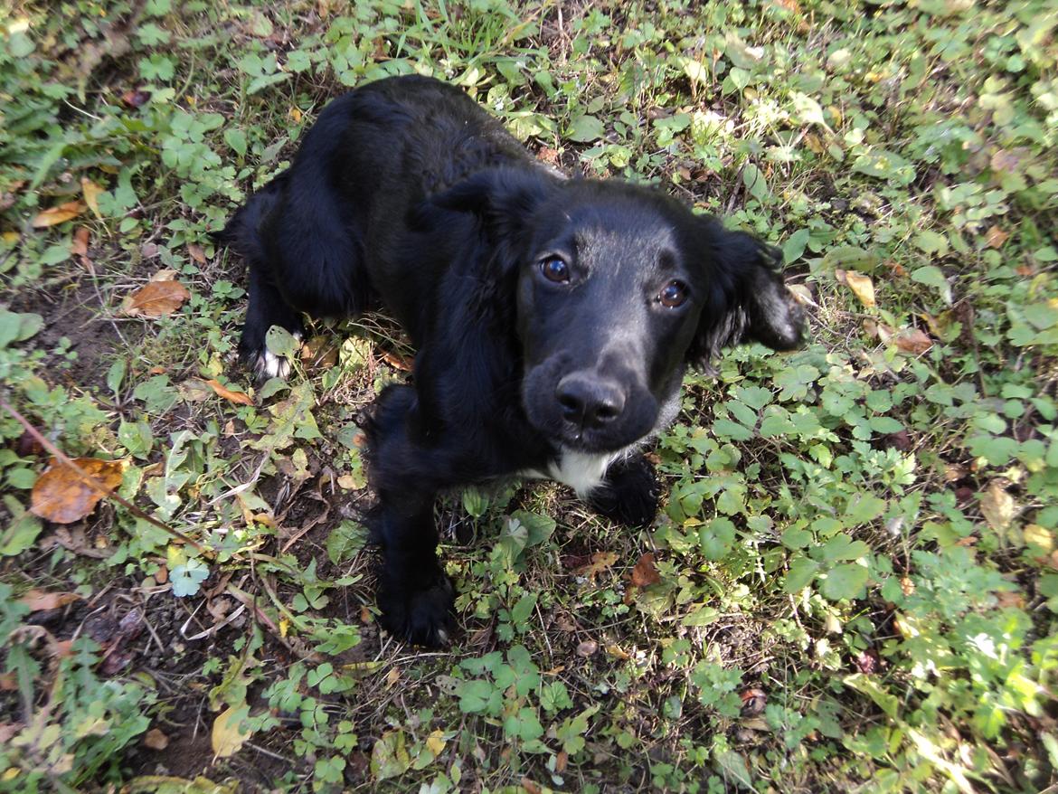 Field Trial Cockerspaniel Go Get It Nikita (Molly) billede 8