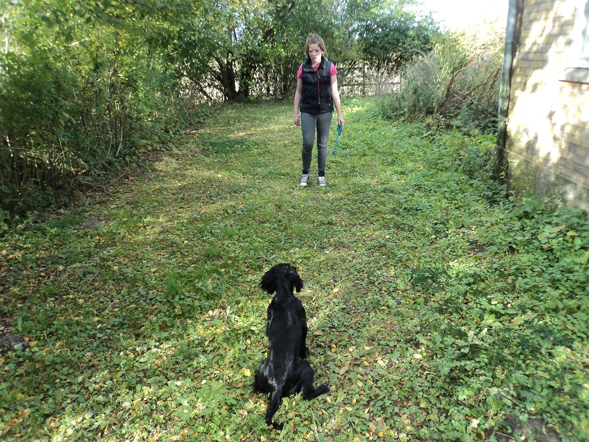 Field Trial Cockerspaniel Go Get It Nikita (Molly) billede 9