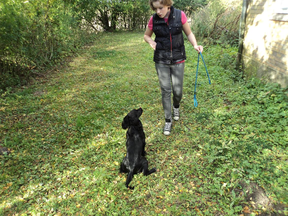 Field Trial Cockerspaniel Go Get It Nikita (Molly) billede 10