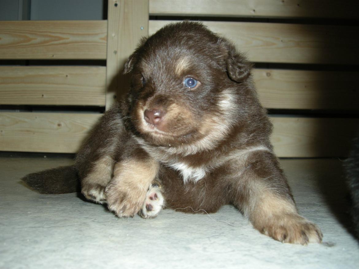Finsk lapphund Aito - 3 uger gammel billede 1