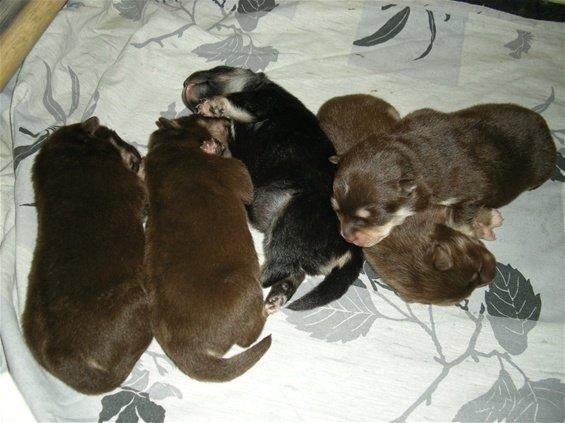 Finsk lapphund Aito - Mine søskende og Jeg (til venstre) billede 4