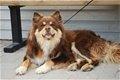 Finsk lapphund Aito - Min flotte far billede 5
