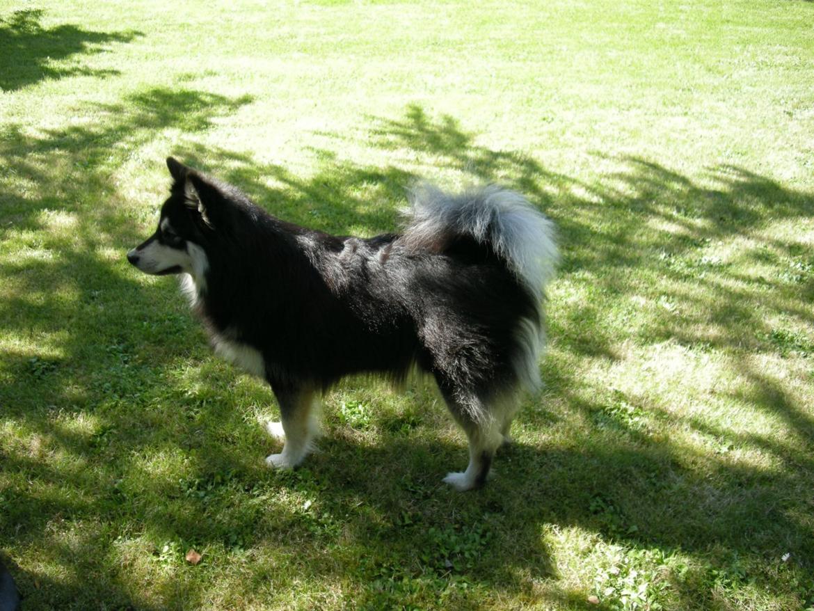 Finsk lapphund Aito - Min smukke mor billede 6